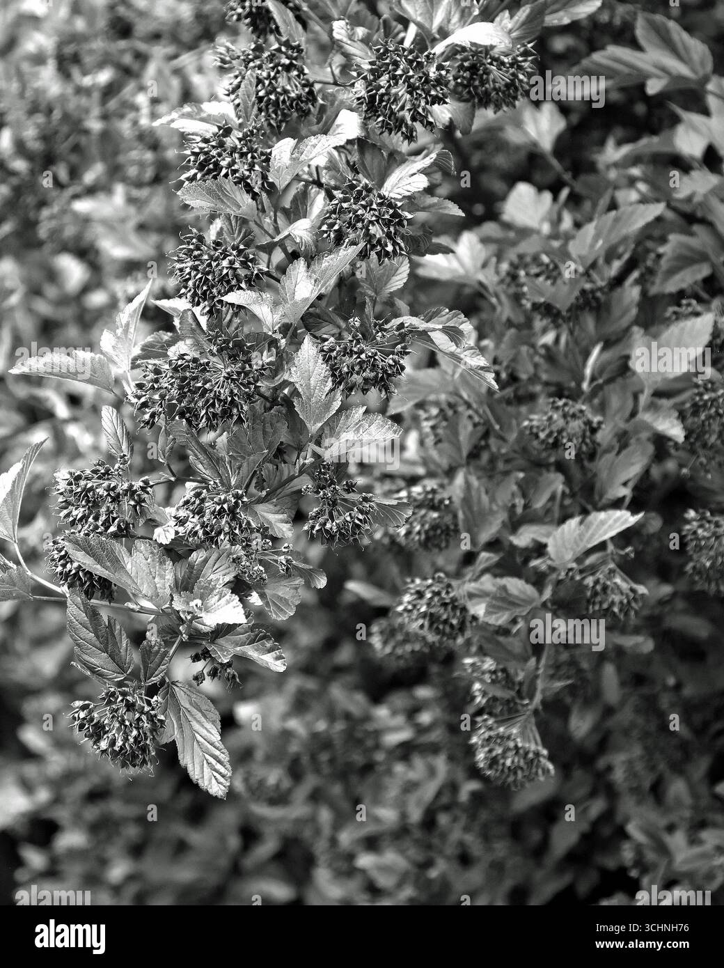 Primo piano delle foglie e delle bacche bianche e nere del perenne arbusto colorato physocarpus opulifolius diable d'Or. Foto Stock