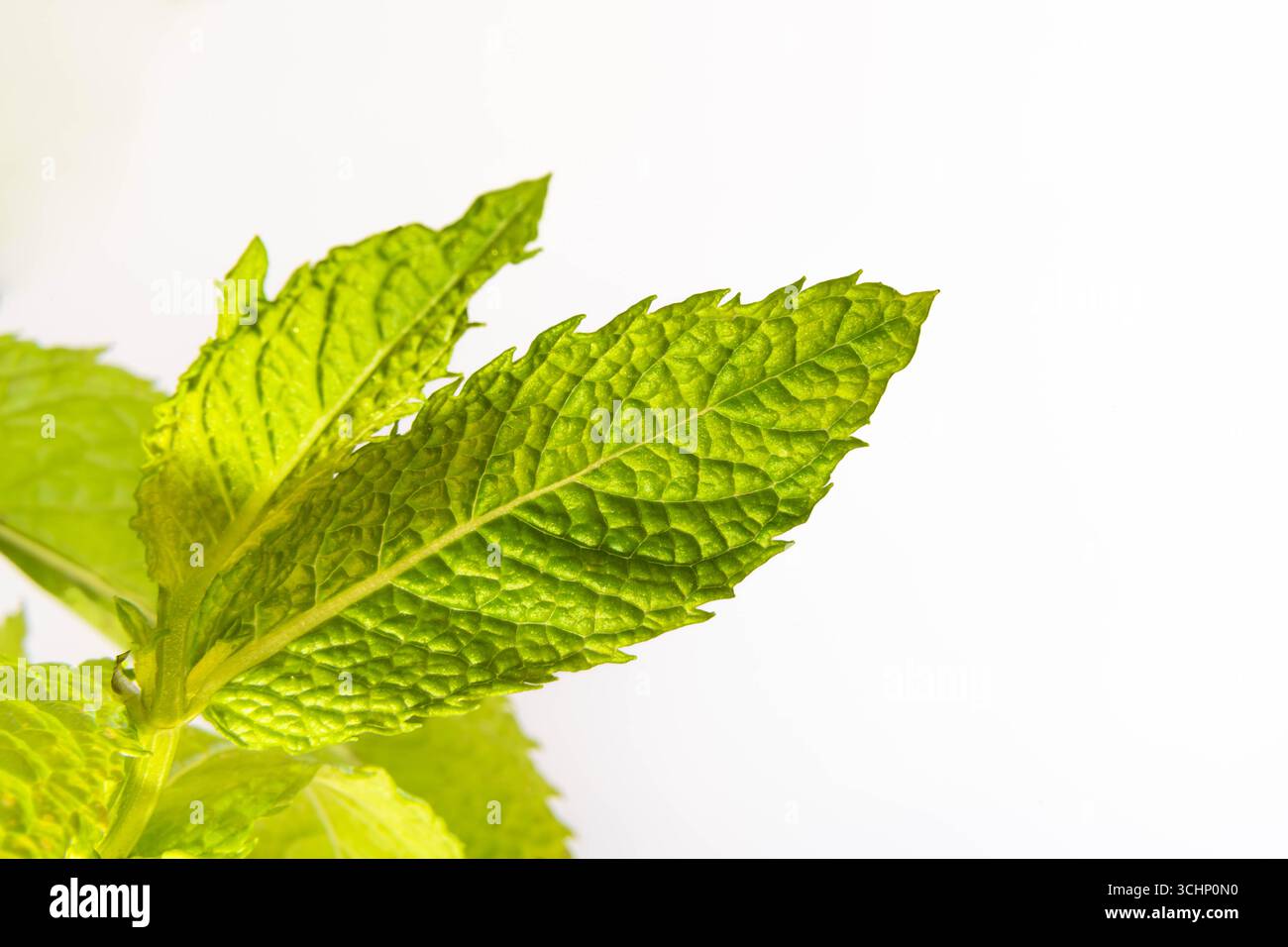 Foglie di menta verde fresca su sfondo bianco, foto botaniche ravvicinate in luce pulita, che rappresentano freschezza, erbe e cibo naturale Foto Stock