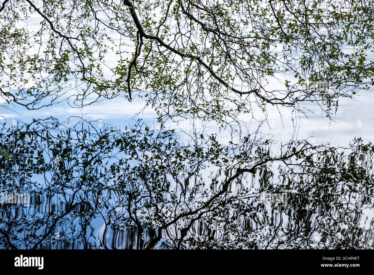 Perfetta riflessione sull'albero nel lago, creando immagini di sfondo in meditazione, sfondo naturale, sfondo acqua, immagini tranquille della natura Foto Stock