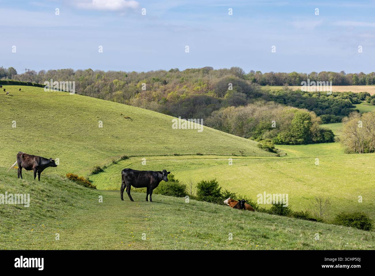 Un sentiero di erba attraverso la campagna del Sussex, con mucche in primo piano e un cielo blu in alto Foto Stock