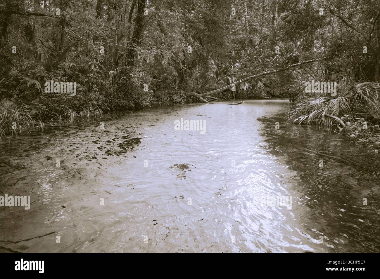 Un torrente che scorre nel fiume Rainbow. Rainbow Springs, Dunnellon, Florida. Fotografia d'arte paesaggistica tropicale Foto Stock