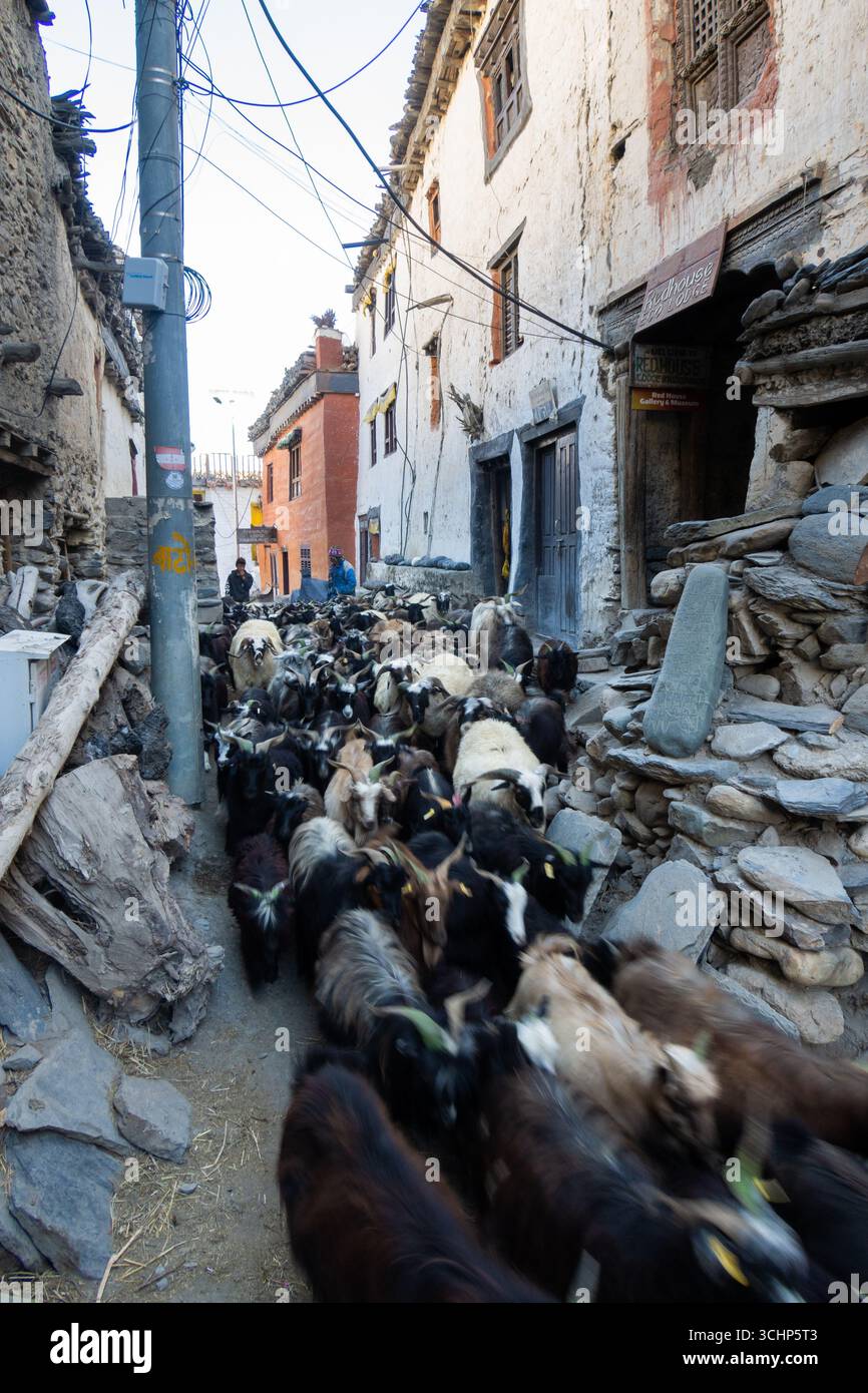 Il gregge di capre guida le sue capre attraverso Kagbeni, Nepal Foto Stock