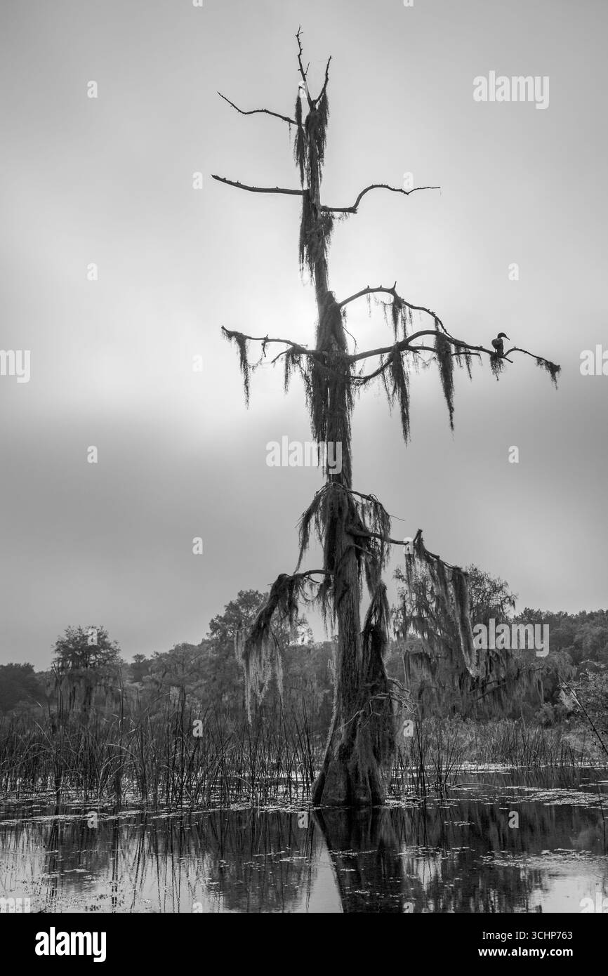 Un cormorano si trova in cima ad un albero di Cypress morto. Importante per la fauna selvatica e una casa per Moss spagnolo. Sulla sorgente alimentato Rainbow River. Dunnellon Florida. Mar Foto Stock