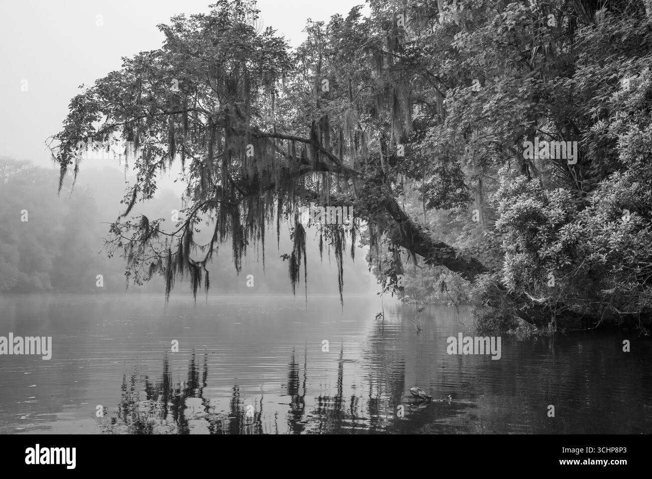 Un albero è appeso sul fiume Witlacooche dalla sua banca. Uno dei pochi fiumi al mondo che ha da Sud a Nord flusso Foto Stock