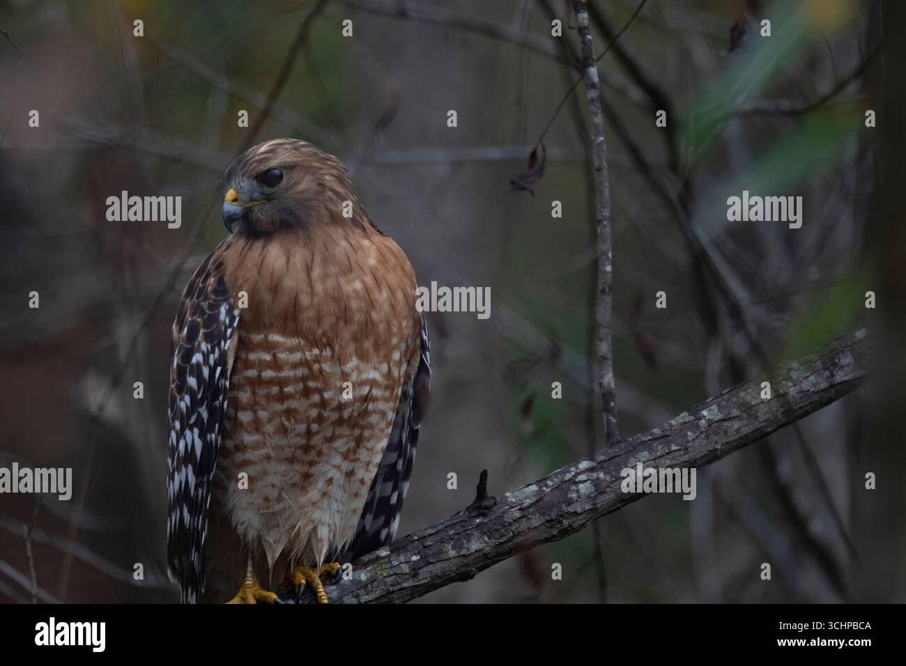 Il Red-Shouldered Hawk (Buteo lineatus) è un buteo di medie dimensioni. Foto Stock