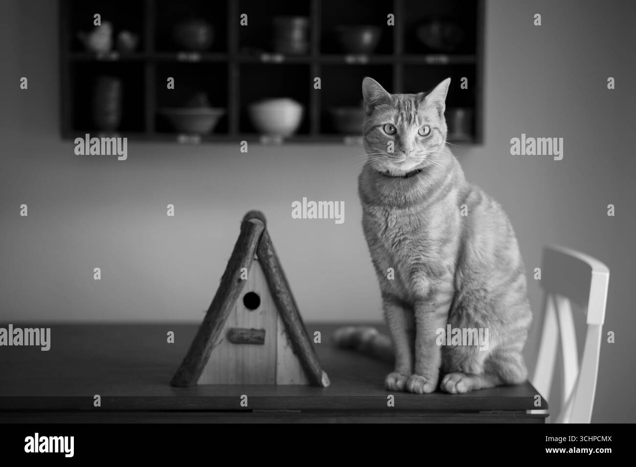 Un gatto e una casa per gli uccelli all'interno. Fotografia d'arte in bianco e nero Foto Stock