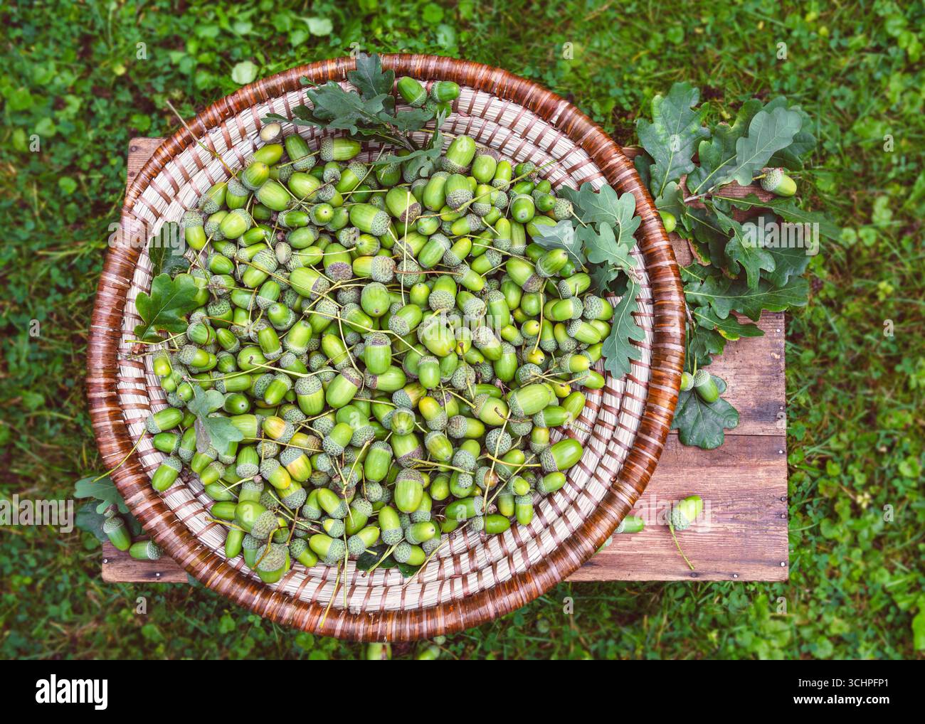 Ricca raccolta di ghiande verdi appena raccolte esposte in un cesto realizzato a mano, ideale per decorazioni autunnali e artigianato naturale Foto Stock