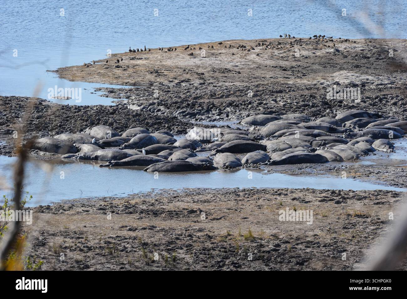 Ippopotami nel Delta dell'Okavango il 10 gennaio 2009 a Okavango, Botswana. (Foto di Chris ricco) Foto Stock