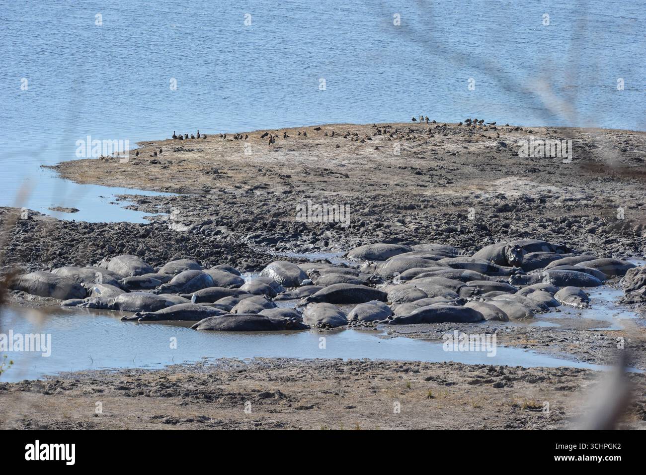 Ippopotami nel Delta dell'Okavango il 10 gennaio 2009 a Okavango, Botswana. (Foto di Chris ricco) Foto Stock