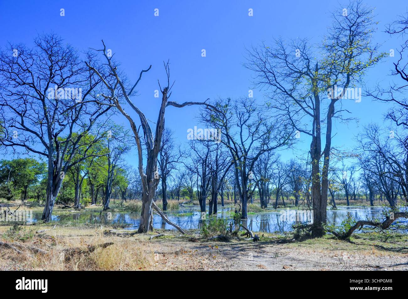 Scenario generale nel Delta dell'Okavango il 12 giugno 2012 a Okavango, Botswana. (Foto di Chris ricco) Foto Stock