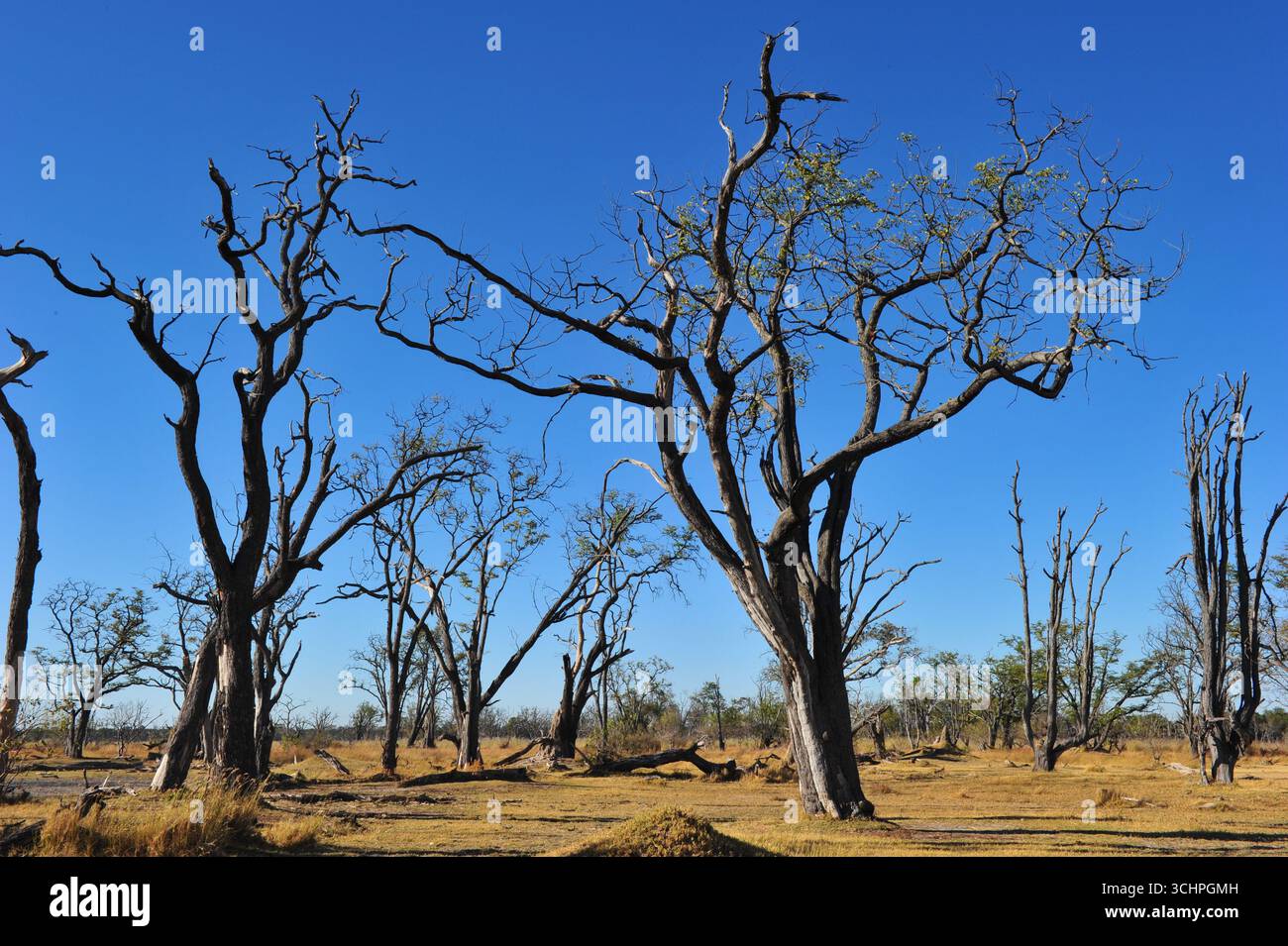 Alberi nel Delta dell'Okavango il 12 giugno 2012 a Okavango, Botswana. (Foto di Chris ricco) Foto Stock