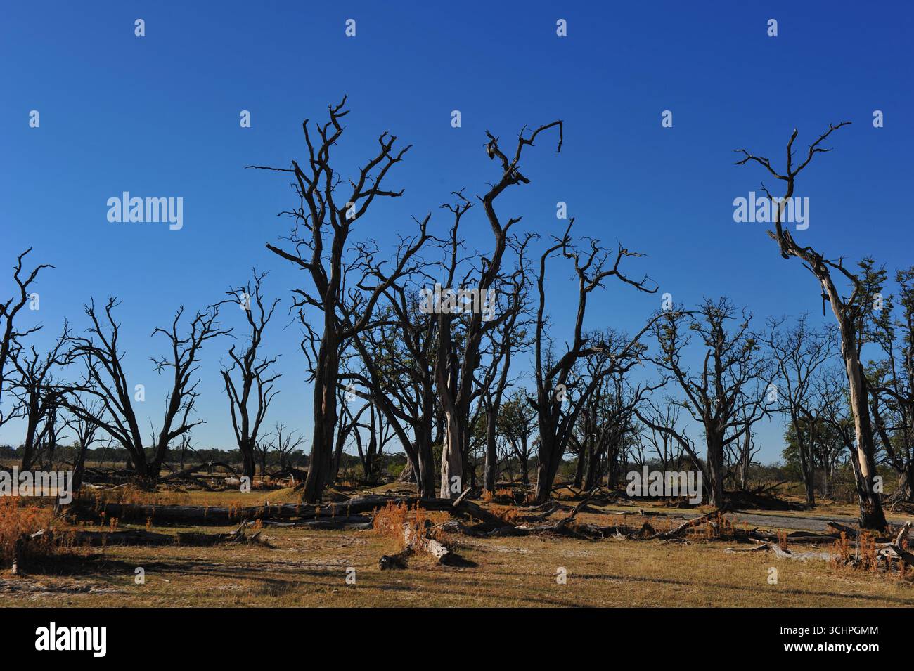 Alberi nel Delta dell'Okavango il 12 giugno 2012 a Okavango, Botswana. (Foto di Chris ricco) Foto Stock