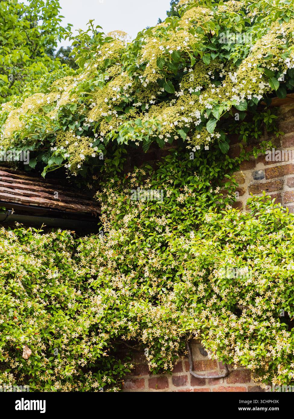 Gli arrampicatori Hardy Hydrangea petiolaris (sopra) e Trachelospermum asiaticum rivestono un vecchio muro. Foto Stock