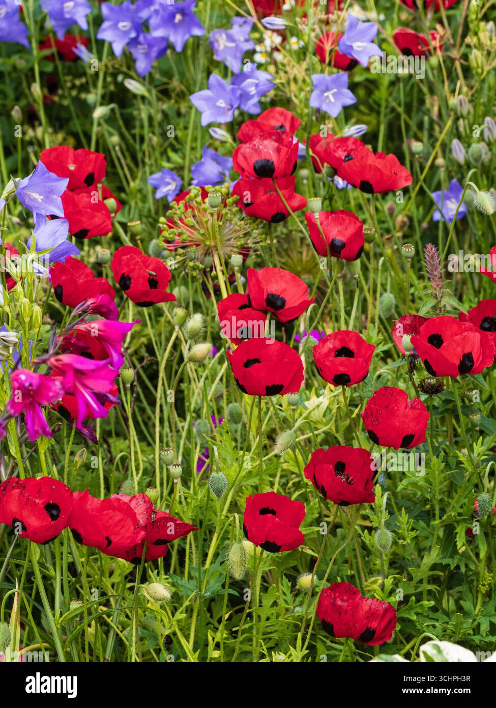 Fiori rossi macchiati neri del robusto papavero annuale, Papaver commutatum "Ladybird" dominano una piantagione mista di giardini Foto Stock