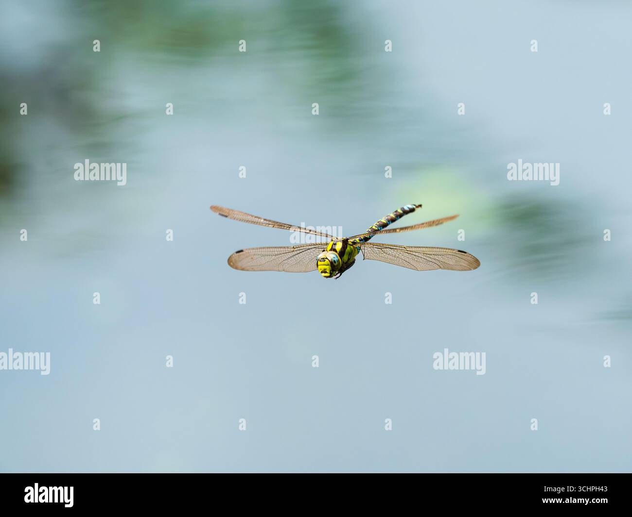 Adulto maschio Aeshna cyanea, dragonfly del sud, in volo di pattugliamento sopra un lago del Devon, Regno Unito Foto Stock