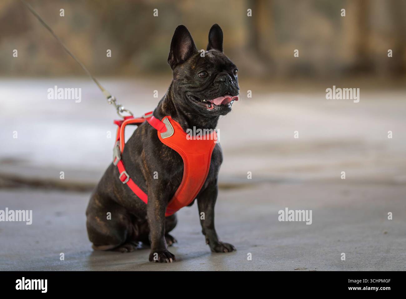 Bulldog francese Brindle seduto sul pavimento. Una vista del profilo di un bulldog francese brindle. Bulldog francese Brindle a piedi. Foto Stock