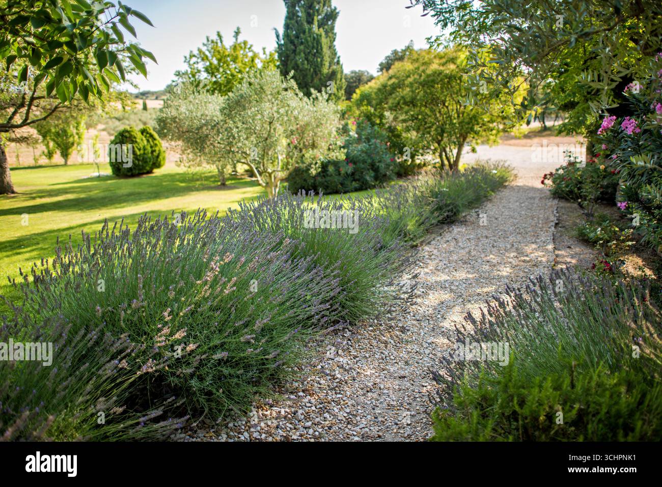 Giardino della lavanda a Saint Martin De Crau Provence Francia // SAINT-MARTIN-DE-CRAU, Francia — Un percorso giardino fiancheggiato da piante di lavanda conduce attraverso i terreni di una villa del XVII secolo in Provenza. La villa si trova a Saint-Martin-de-Crau, nella regione francese Provence-les-Alpilles. Il paesaggio presenta prati curati, alberi maturi, tra cui ulivi, e una passerella di ghiaia. Questo ambiente pittoresco riflette la tradizionale campagna provenzale. Foto Stock