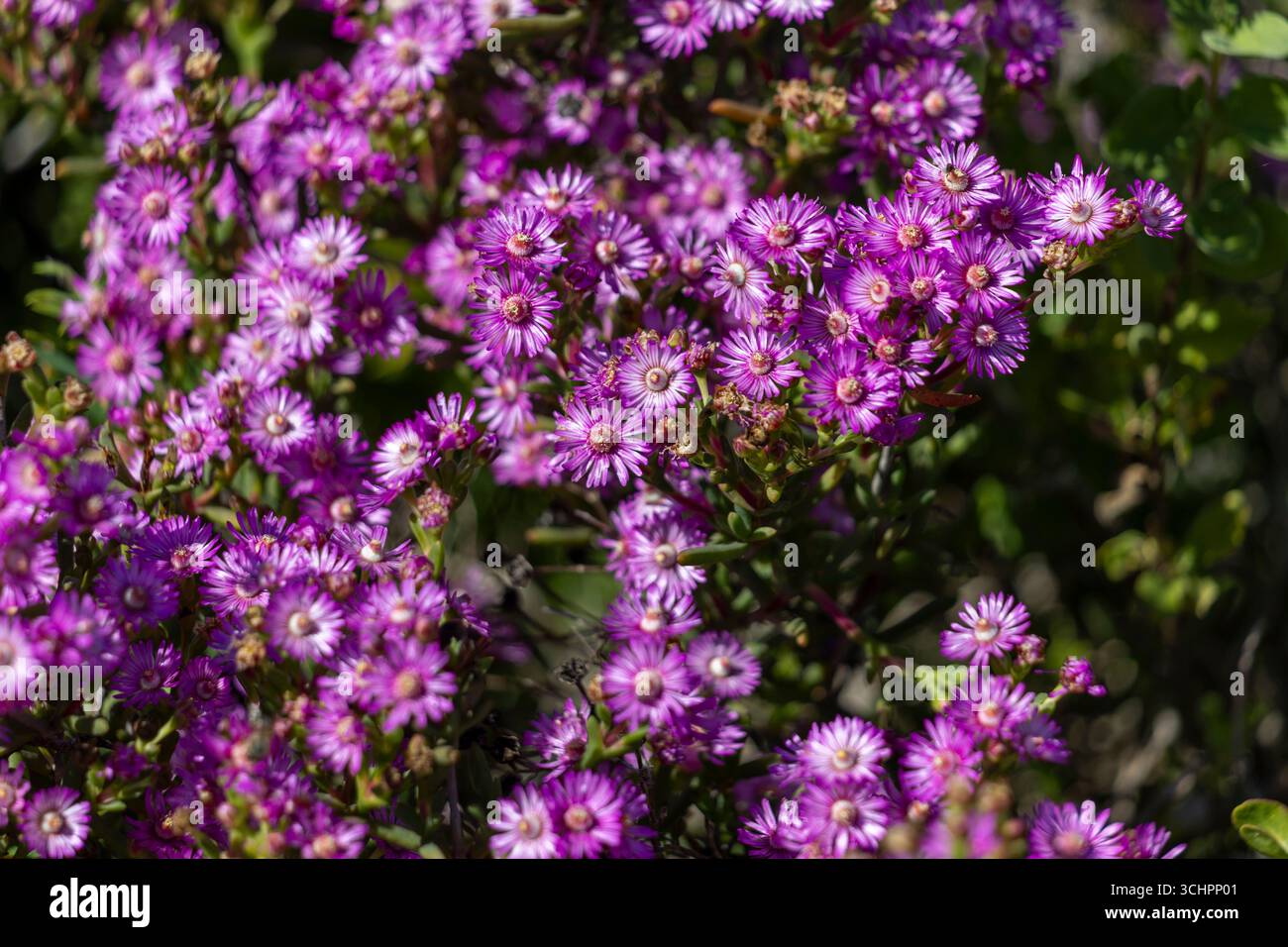Primo piano di Beach Tentfig Ruschia macowanii arbusto in piena fioritura ricoperto da fiori viola luminosi vibrante West Coast Wild Flora Sud Africa Foto Stock