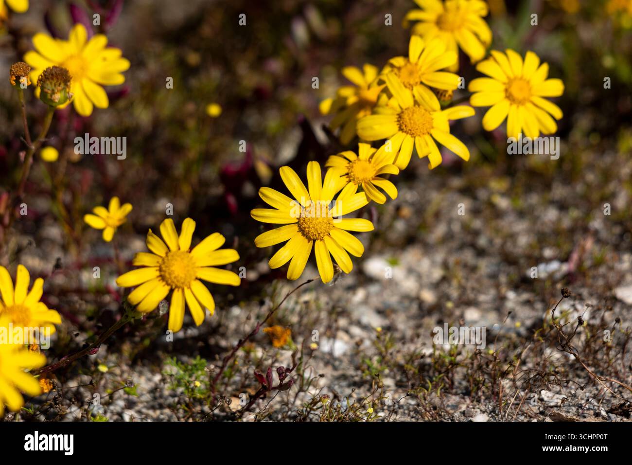 Primo piano di fiori selvatici gialli di Groundsels e Alleati tribù Senecioneae con sfondo scuro West Coast Wild Flora Sud Africa Foto Stock