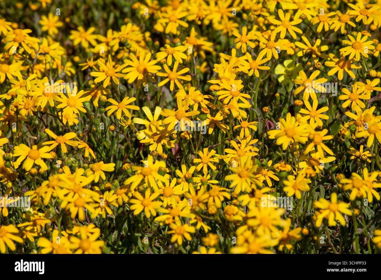 Primo piano di un campo di margherite gialle brillanti in piena fioritura che riempie la cornice vibrante West Coast Wild Flowers Sudafrica Foto Stock