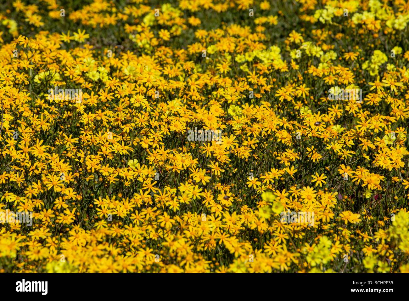 Primo piano di un campo di margherite gialle brillanti in piena fioritura che riempie la cornice vibrante West Coast Wild Flowers Sudafrica Foto Stock