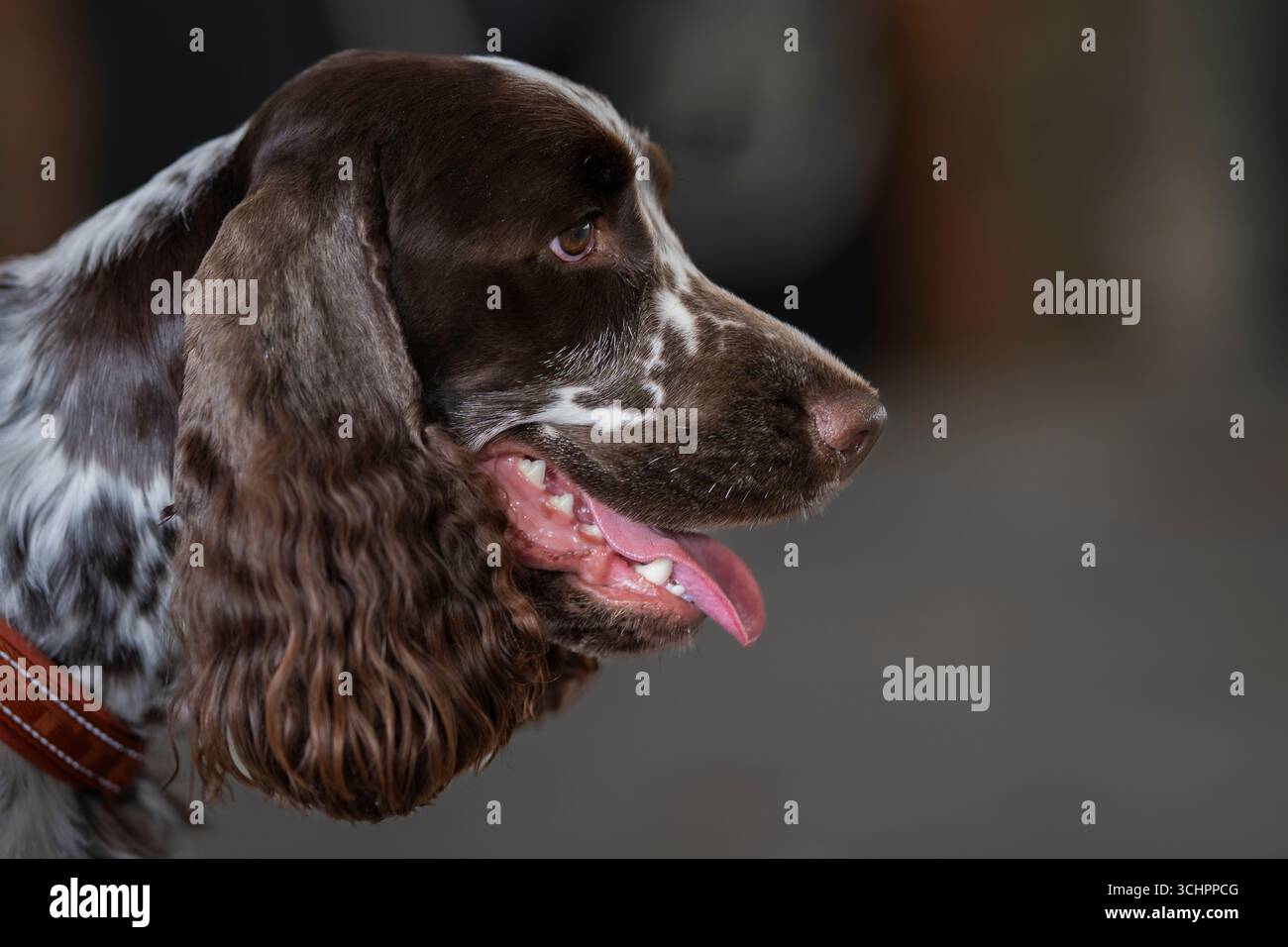 Ritratto della testa di cane inglese Springer Spaniel. Ritratto di uno spaniel inglese di razza pura, vista laterale. Foto Stock
