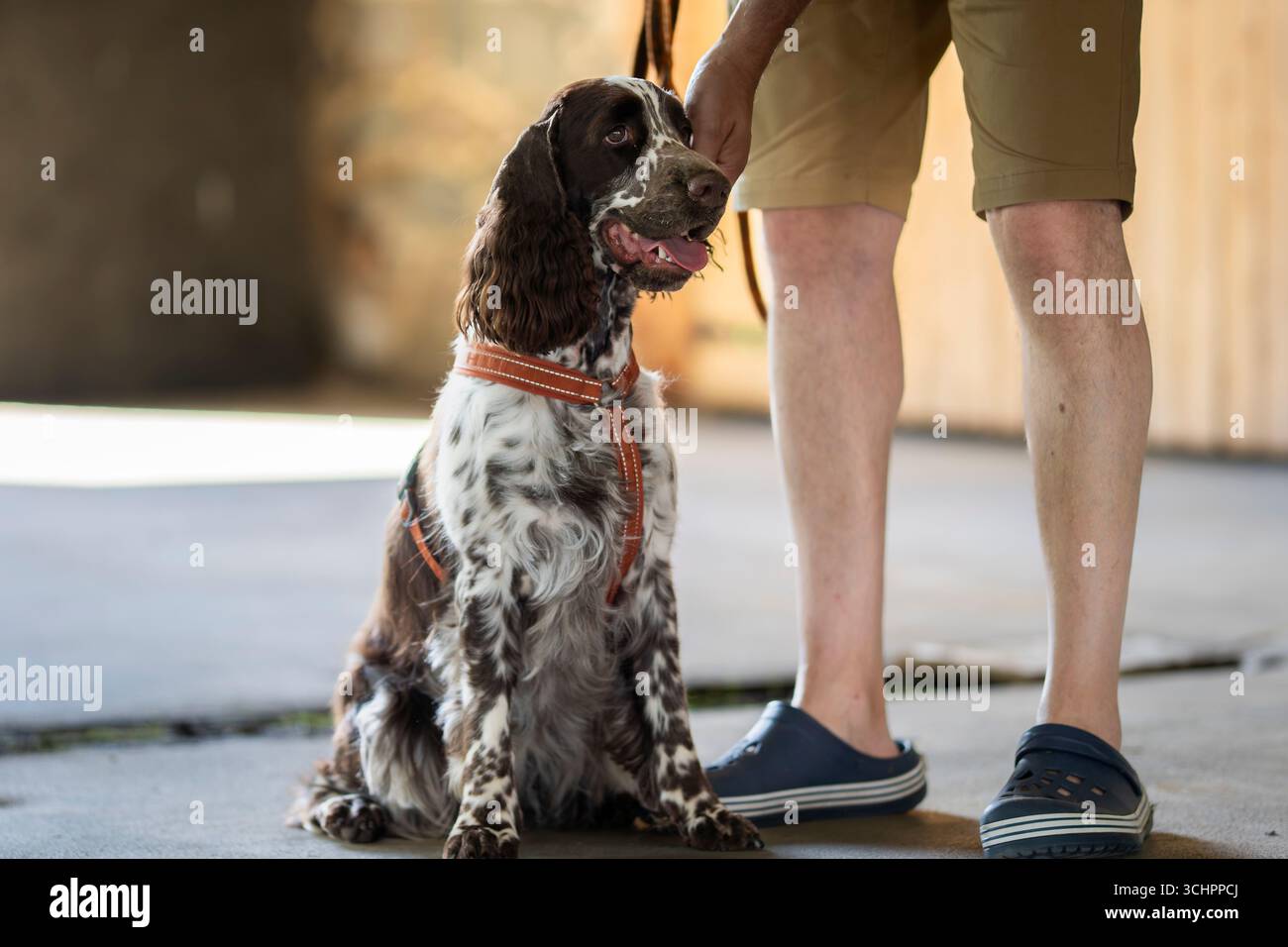 Spaniel inglese springer seduto sul pavimento. English Springer Spaniel riposa tranquillamente al coperto. Foto Stock