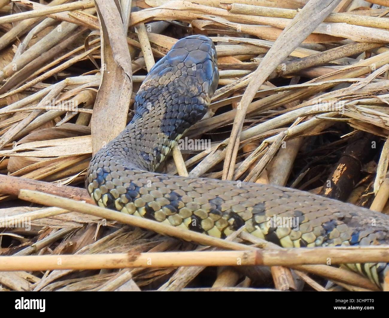 Un serpente britannico Adder Viper che scivola tra le corse Foto Stock