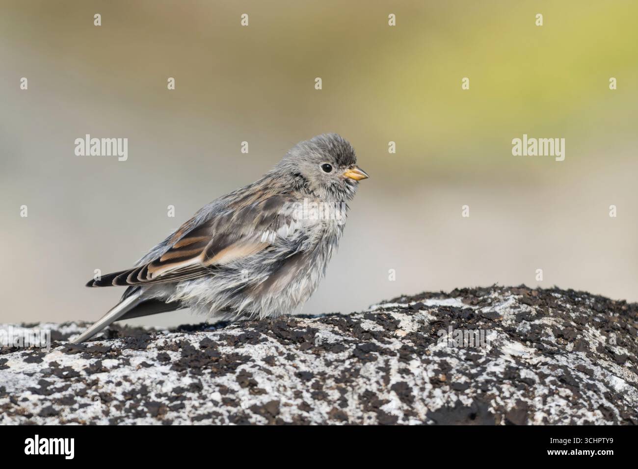 Snow Bunting, singolo uccello che riposa sulla roccia coperta di licheni, Qaqortoq, Groenlandia, 3 agosto 2025 Foto Stock