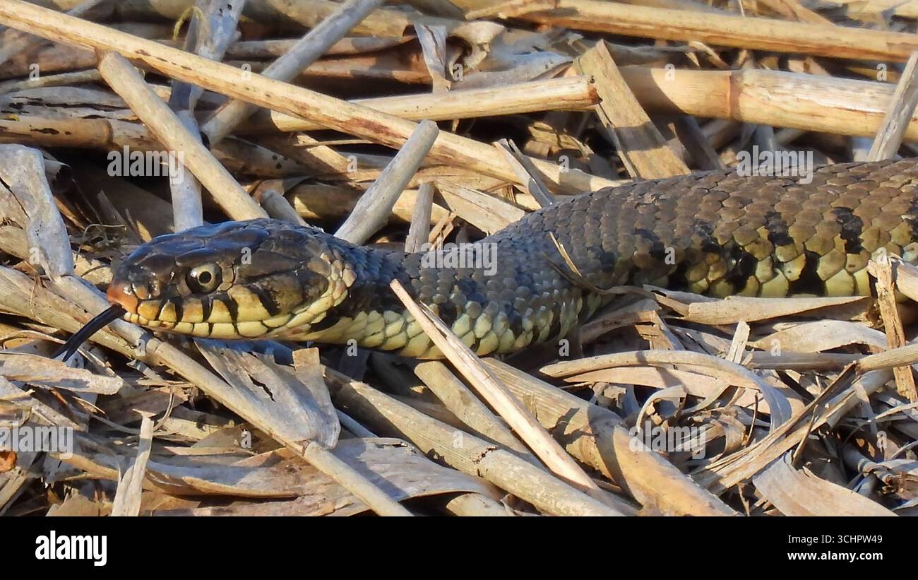 Un serpente britannico Adder Viper con la sua lingua forgiata che assaggia l'aria. Foto Stock