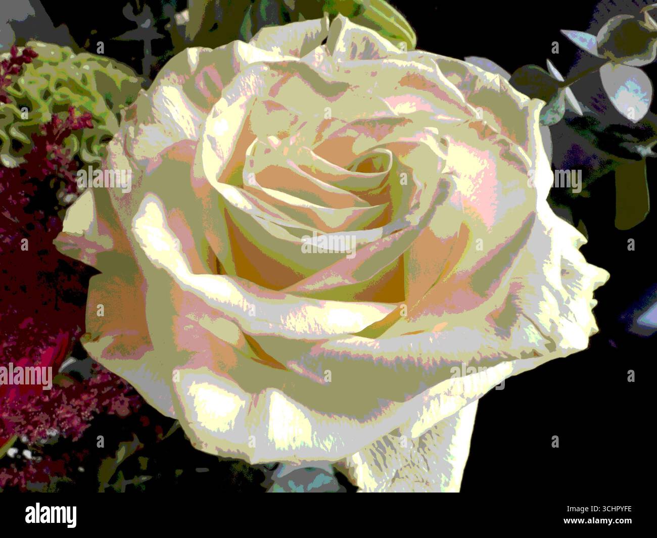 Una rosa bianca con un po' di delicata posterizzazione Foto Stock