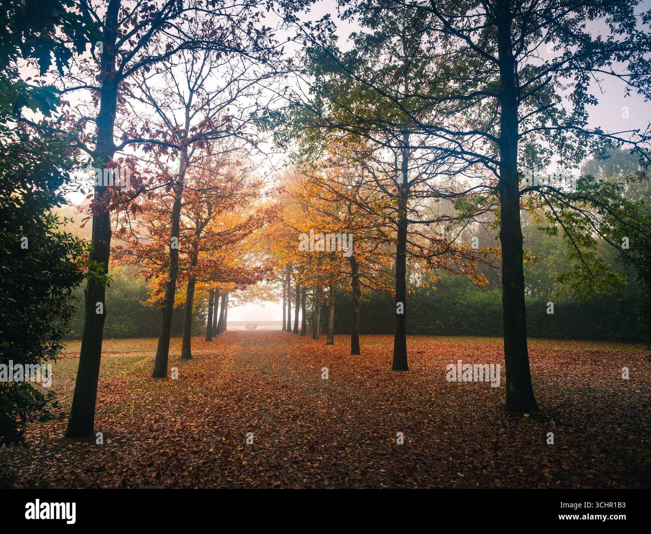 viale dritto di alberi con fogliame d'autunno dorato si erge nella morbida nebbia mattutina Foto Stock