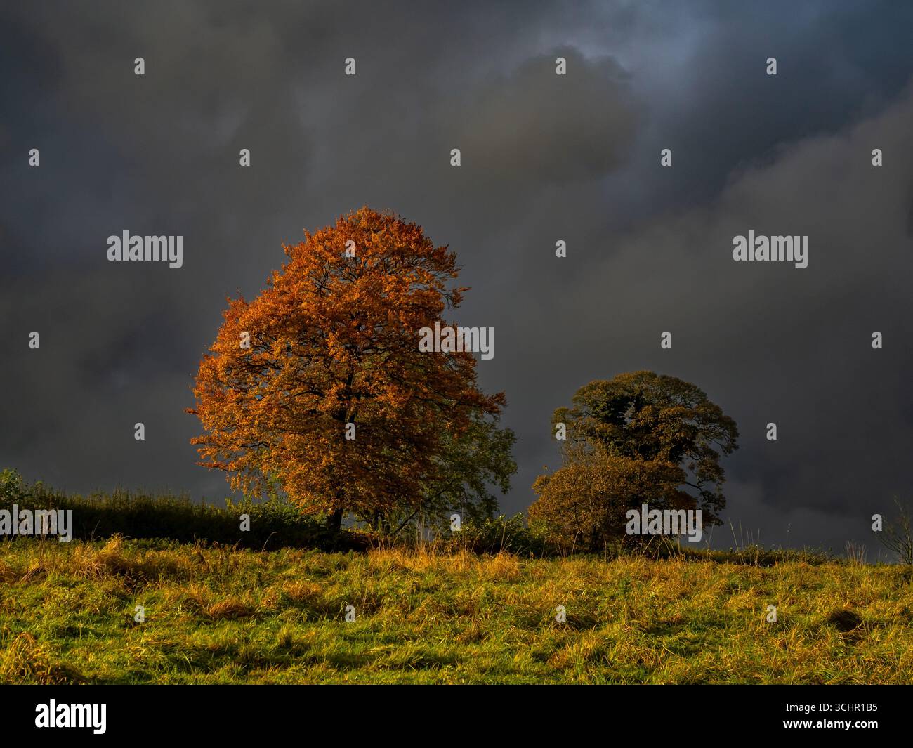 Alberi autunnali in luce dorata contro il cielo tempestoso Foto Stock