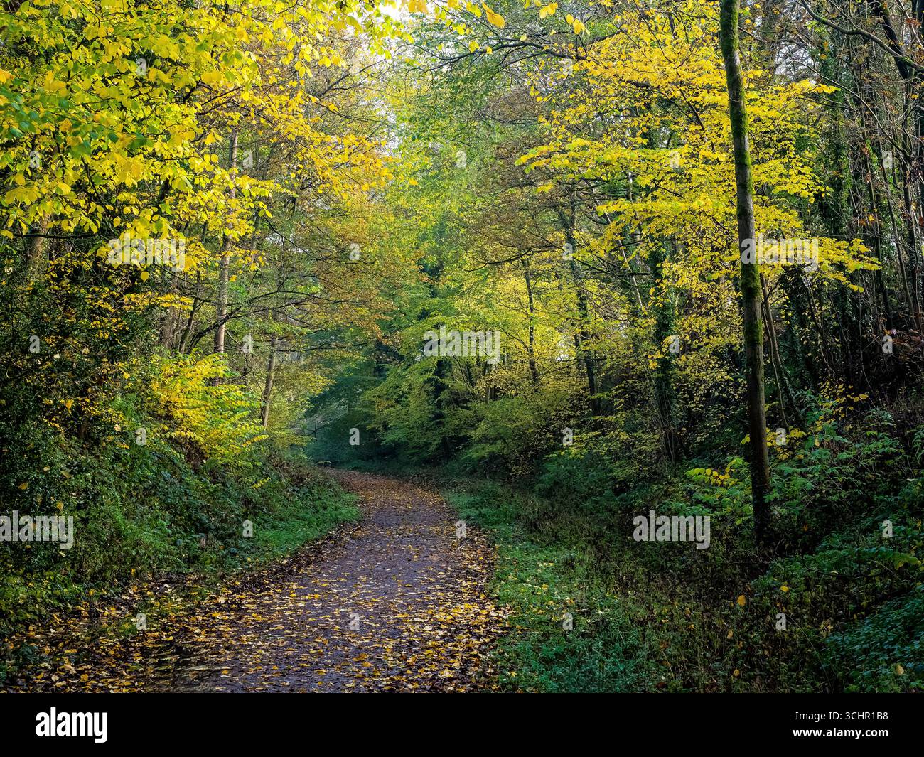 Sezione boschiva del Tissington Trail ricoperta di foglie autunnali cadute, con alberi in sfumature di giallo e verde che si arroccano sul sentiero in un ambiente tranquillo Foto Stock