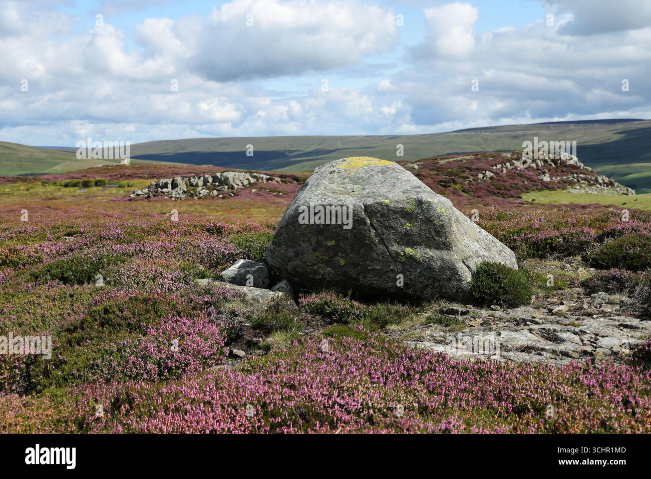 Masso erratico su Cronkley Fell circondato dalla fioritura heather, Upper Teesdale, County Durham, Regno Unito Foto Stock