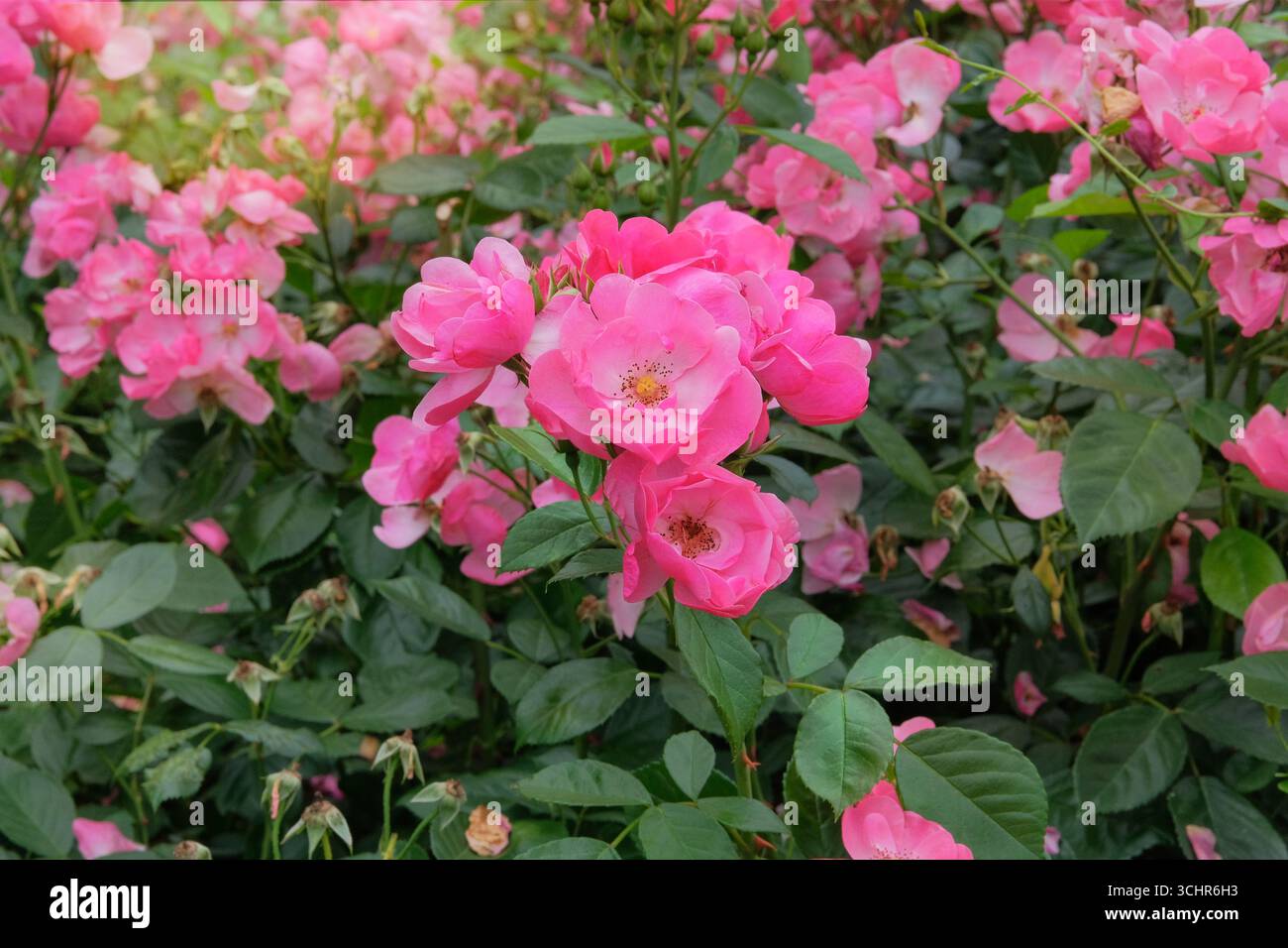 I fiori fioriscono in una piantagione. Rosa odoratabush con fiori cresce nel giardino di cottage. Cespuglio fiorito con fiori rosa chiaro. Giornata di sole. Foto Stock