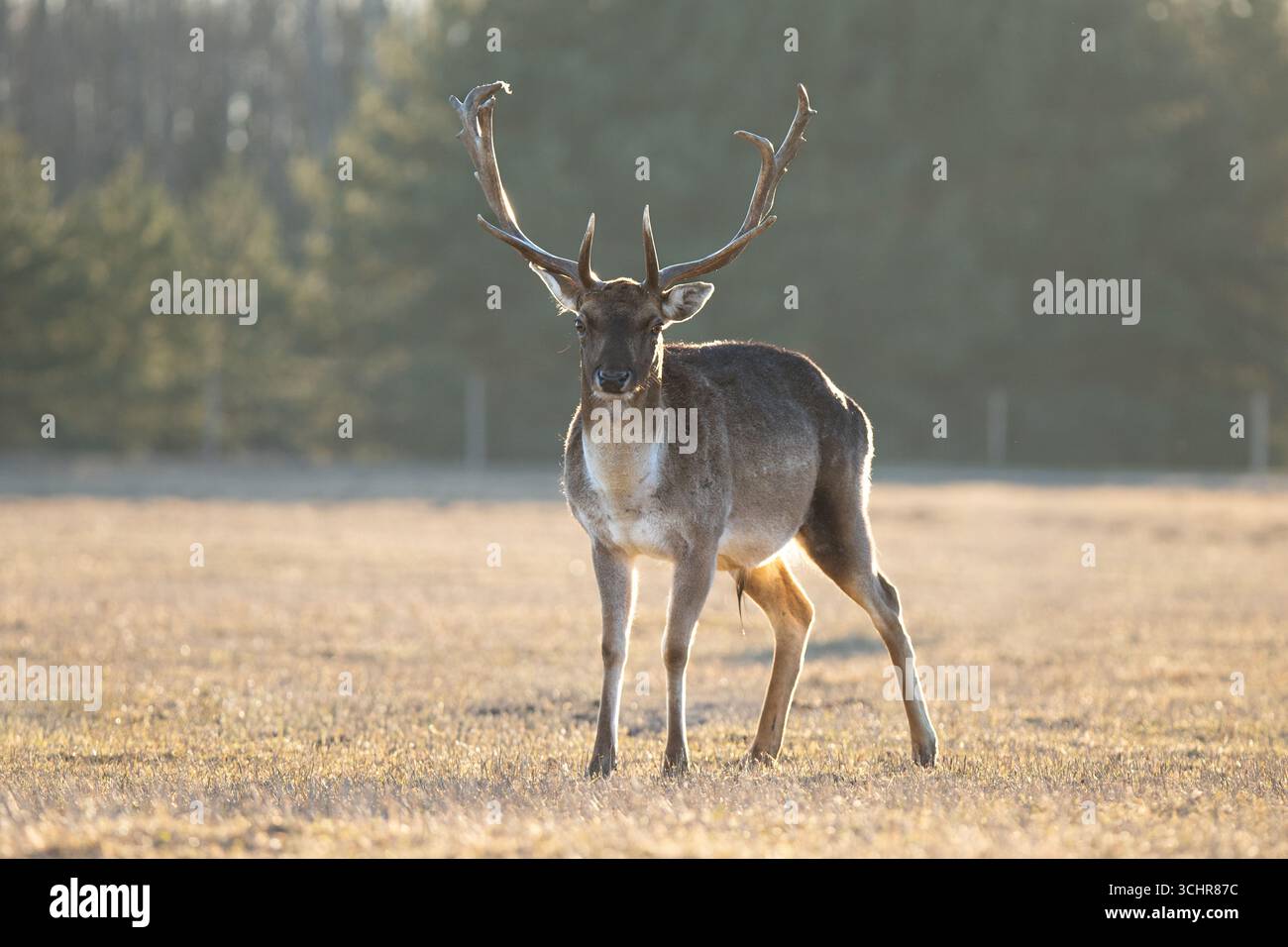 Un fiero cervo selvatico si erge da solo su un prato asciutto illuminato dal sole, corna sollevate e guardano in avanti fisso. I toni caldi dell'ora d'oro ne esaltano la maestosità Foto Stock