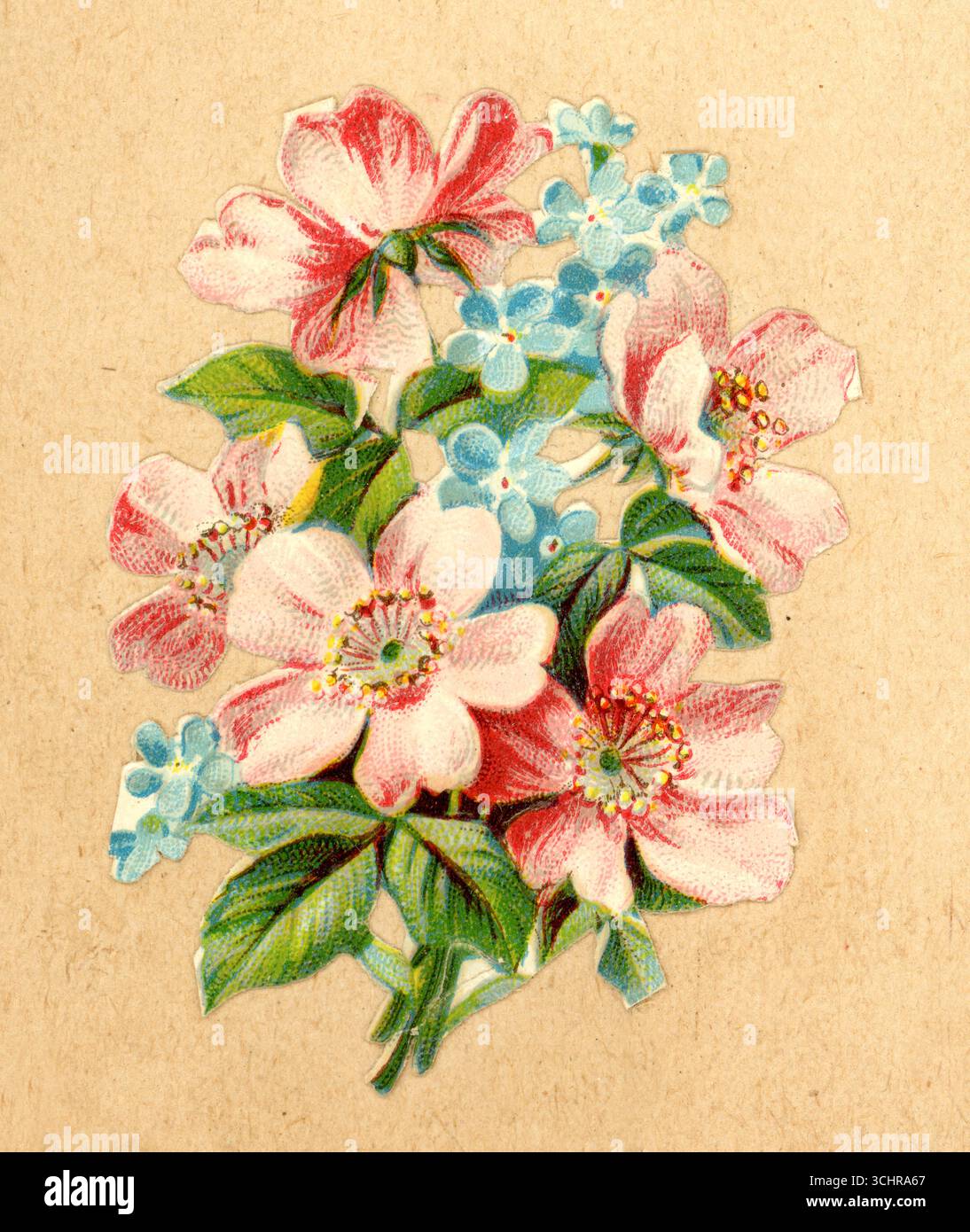 Originali rottami di carta decoupage in cromo goffrato vittoriano pezzo di fiori estivi - rose di cane selvatico o rose di briar dolci, con un blu pallido di Forget-me-nots posy, da un libro di rottami vittoriano - circa 1890 Foto Stock