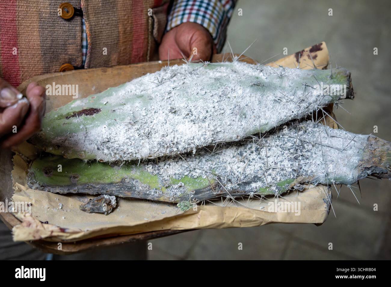 Cactus pad con insetti cocciniferi, la fonte di colorante rosso naturale nel laboratorio di tessitura Tahuantinsuyo, Otavalo, Ecuador. Foto Stock