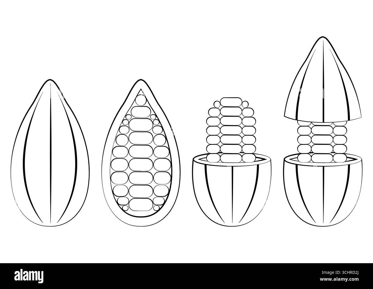 Frutta fresca di cacao, fagioli di cacao, cialda di cacao. Illustrazione vettoriale isolata su sfondo bianco. Illustrazione Vettoriale