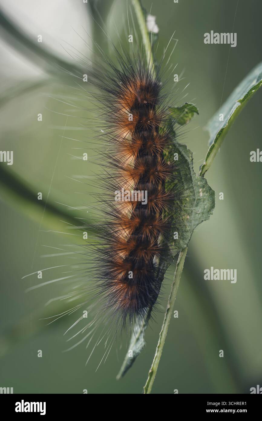 Caterpillar peloso arroccato su Green Leaf Foto Stock