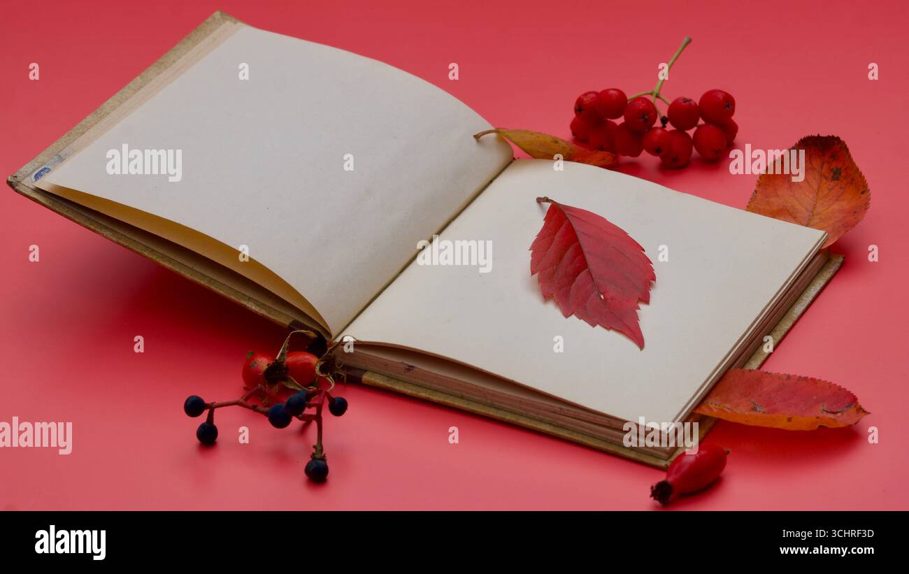 Un libro aperto con pagine vuote su sfondo rosso. Foglie autunnali, bacche, una mela. Ciao autunno. Scenario autunnale. Foto Stock