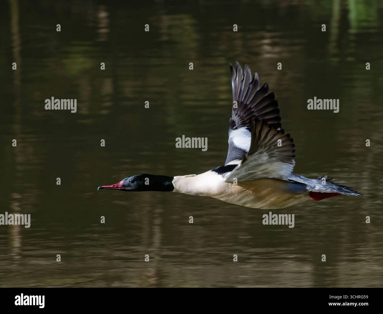 Goosander (Mergus Merganser) drake vola in basso sopra uno stagno boschivo, Forest of Dean, Gloucestershire, Regno Unito, febbraio. Foto Stock