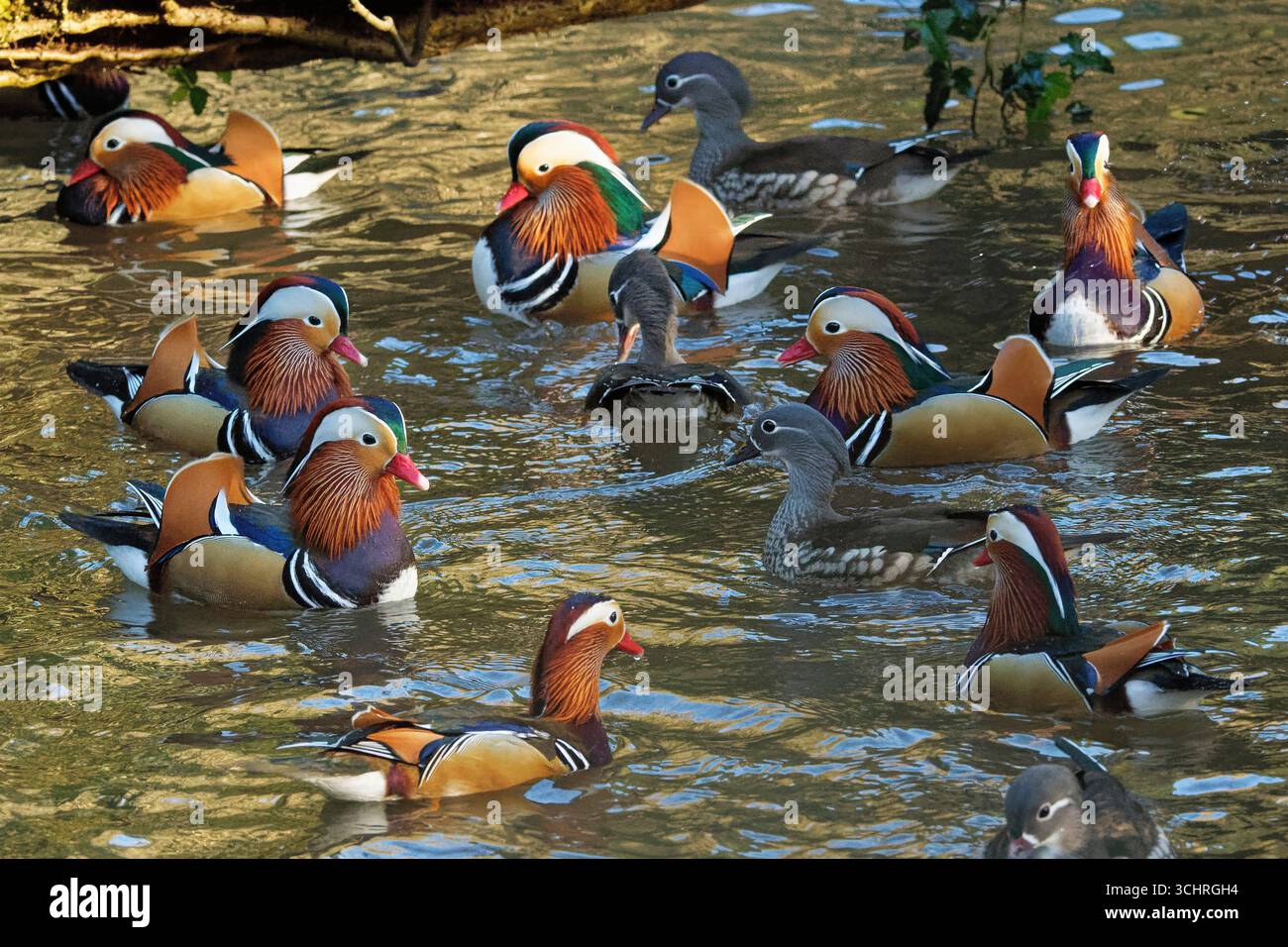 Anatra al mandarino (Aix galericulata) che nuota in uno stagno poco profondo nel bosco alla ricerca di grano affondato lanciato dai turisti, Forest of Dean, Glos, Regno Unito. Foto Stock