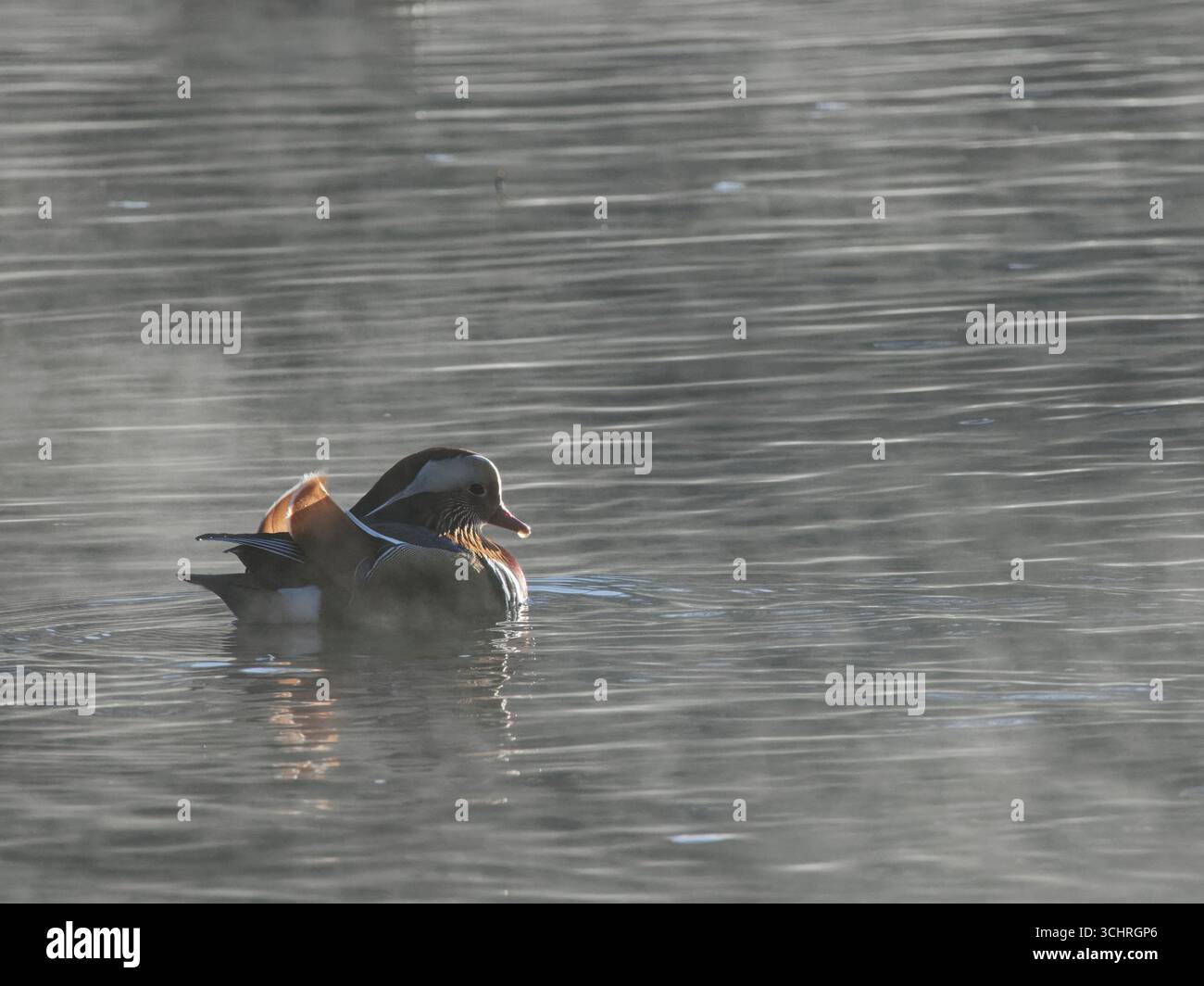 Anatra mandarina (Aix galericulata) drake nuota su uno stagno boschivo nella nebbia mattutina, Forest of Dean, Gloucestershire, Regno Unito, gennaio. Foto Stock