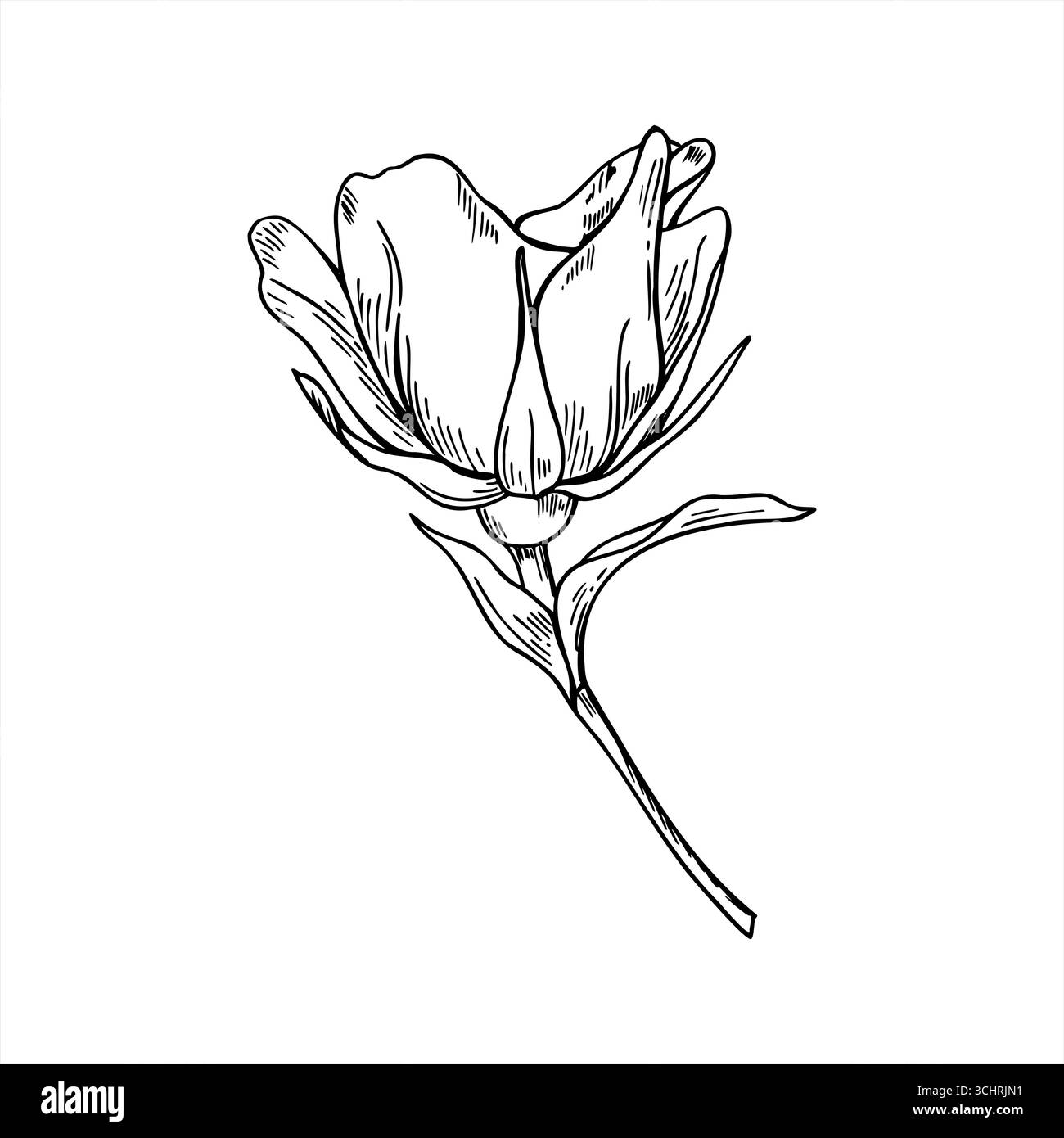 Disegno vettoriale monocromatico del fiore di rosa in fiore sullo stelo. Vista laterale. Incisione nera con ramo di rosa per confezionamento di prodotti a base di erbe, matrimonio romantico Illustrazione Vettoriale