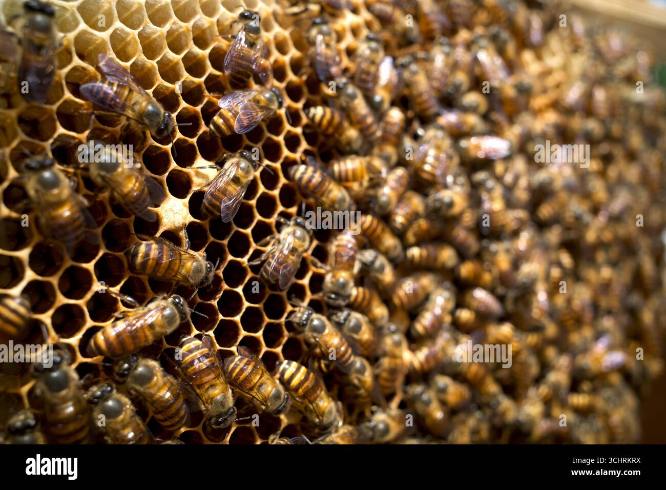 Primo piano di api mellifere (Apis mellifera) su un nido d'ape, alveari, dalla foresta pluviale naturale dell'isola di Giava, Indonesia. Sfondo naturale. Foto Stock