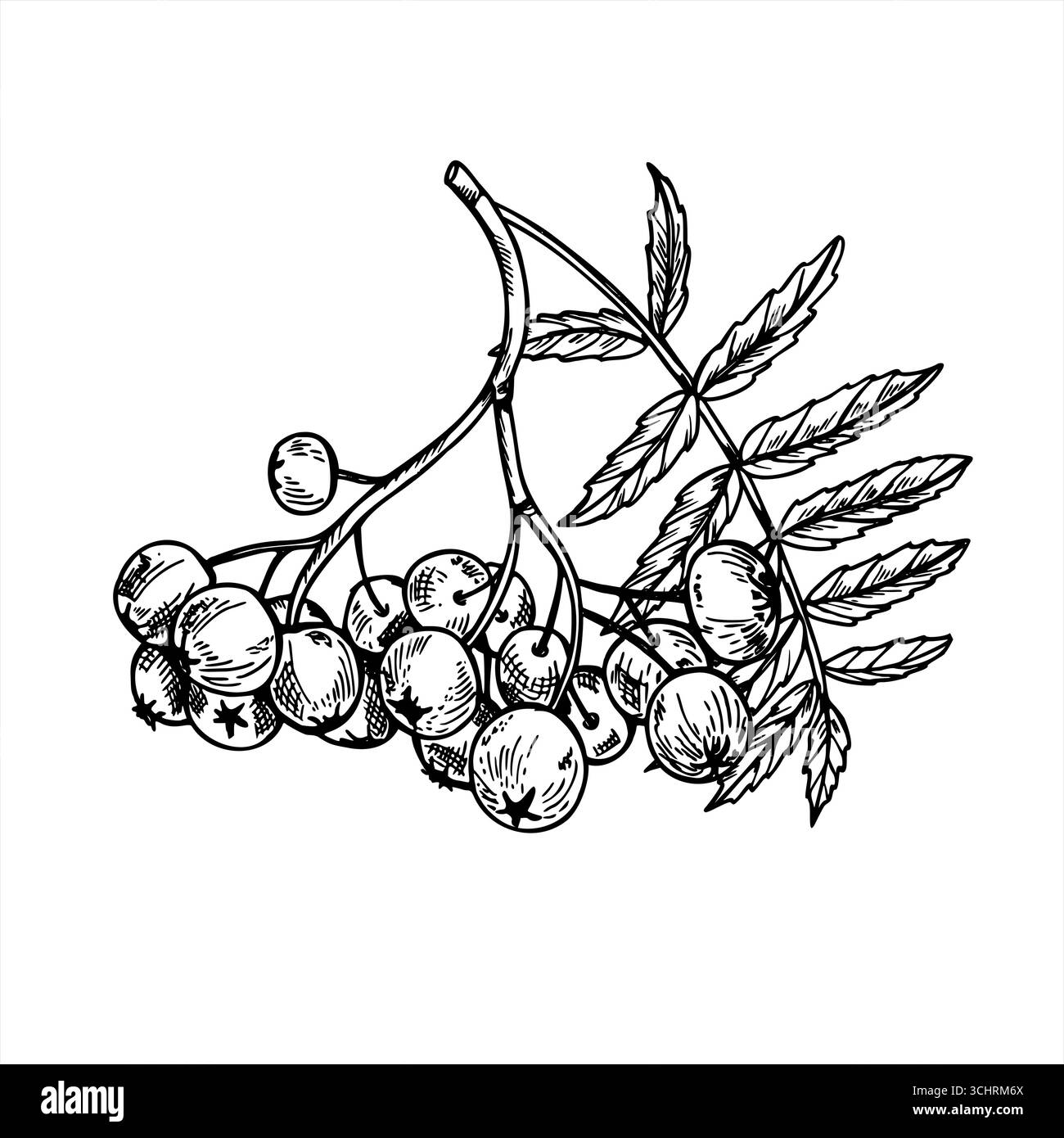 Ammasso monocromatico di bacche di rowan con composizione isolata vettoriale delle foglie. Disegno a mano del mazzo di bacche di frassino maturo di montagna. Raccolto autunnale Illustrazione Vettoriale