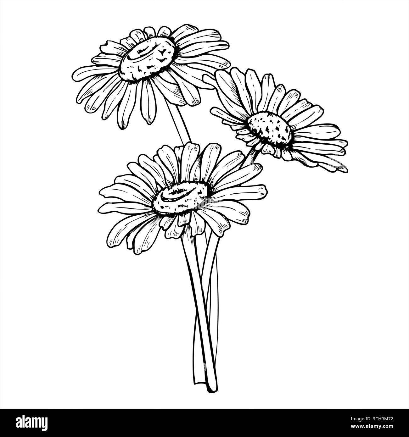 Illustrazione monocromatica isolata del bouquet di fiori a margherita. Disegno di incisione camomilla da giardino disegnato a mano. Contorno nero di fiori selvatici Illustrazione Vettoriale