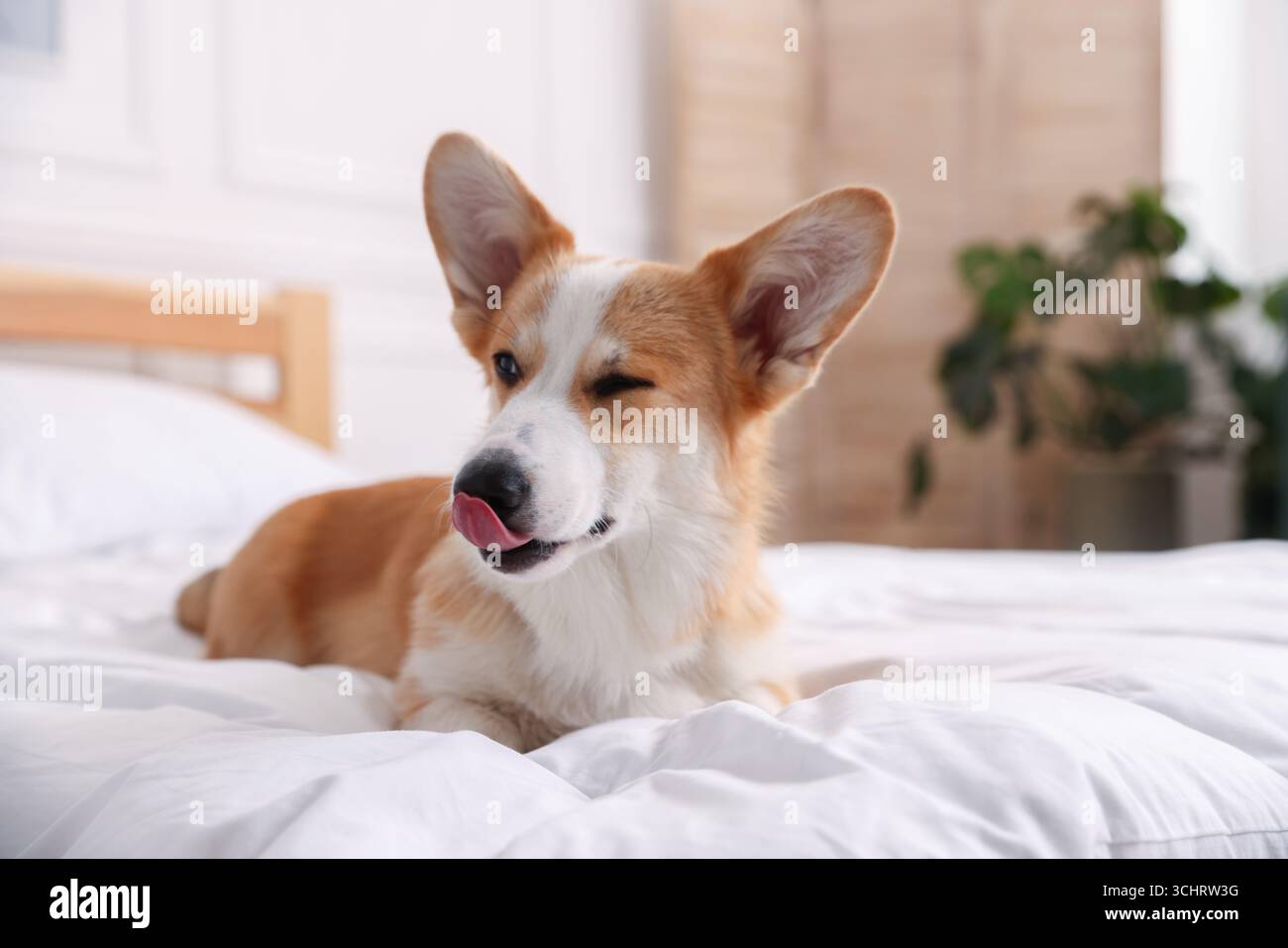 Hotel in cui sono ammessi gli animali domestici. Bel cane a letto al chiuso Foto Stock